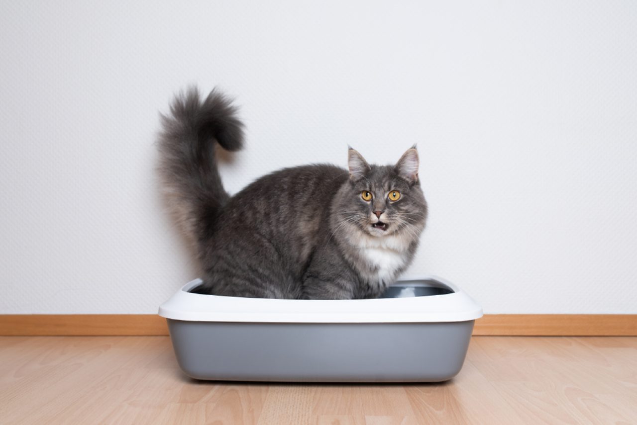 Cat Peeing Over The Edge Of The Litter Box: 6 Reasons Why