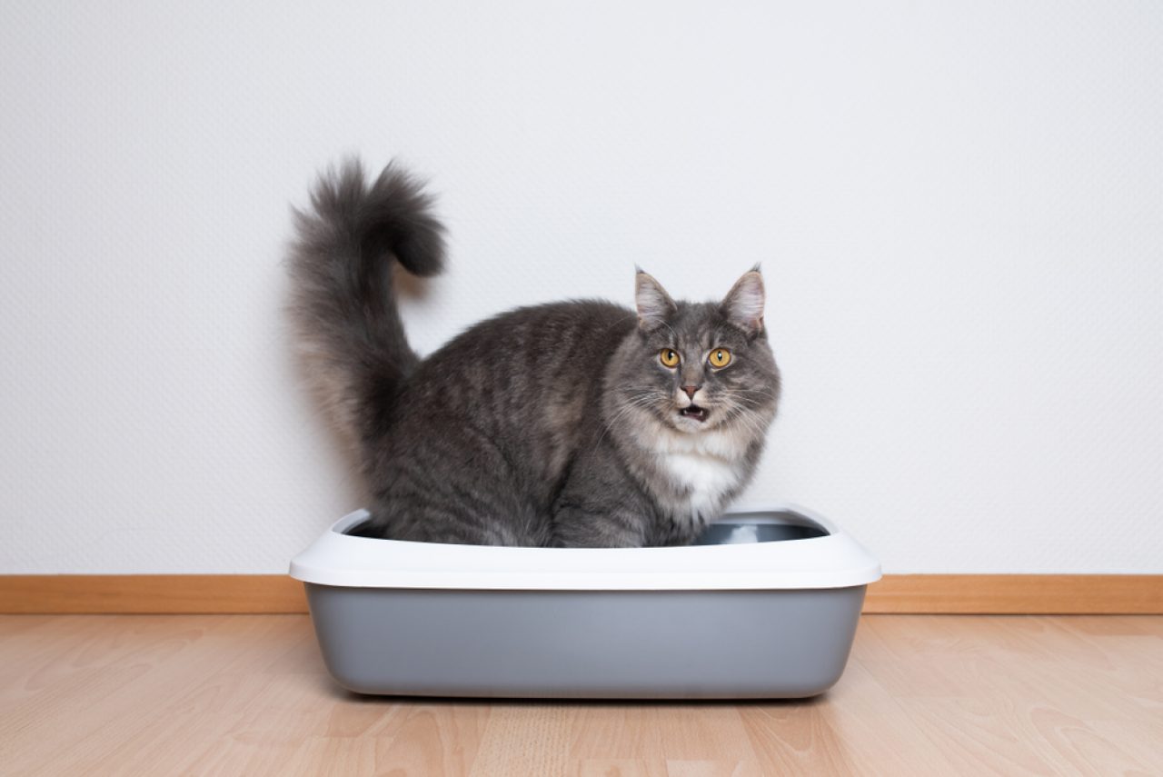 Cat Peeing Over The Edge Of The Litter Box 6 Reasons Why