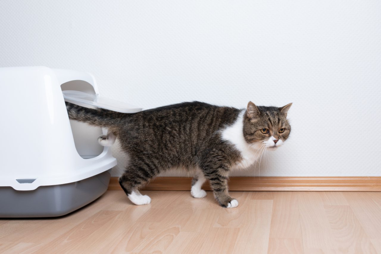 Cat Peeing Over The Edge Of The Litter Box: 6 Reasons Why