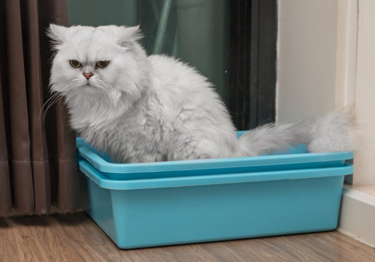 Cat Peeing Over The Edge Of The Litter Box: 6 Reasons Why