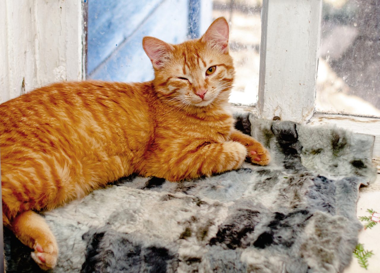 Tek Gözünü Kısan Kedi: Göz Kırpmanın 12 Nedeni