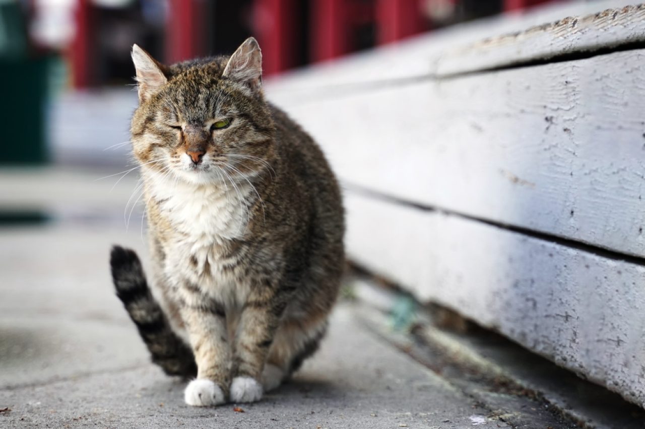 Tek Gözünü Kısan Kedi: Göz Kırpmanın 12 Nedeni