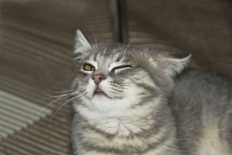 Cat Squinting One Eye: The 12 Causes Of The Wink