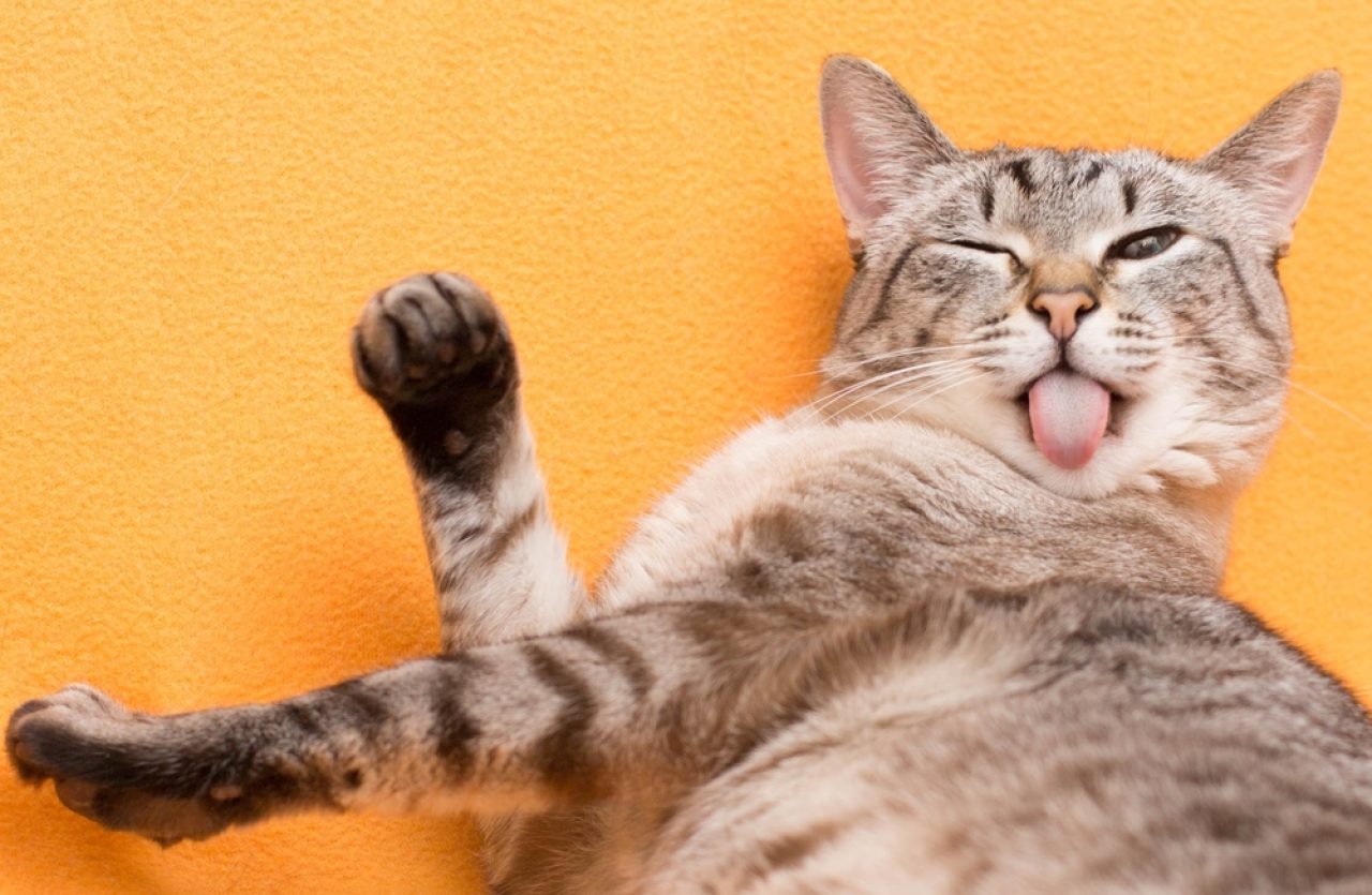 Cat Squinting One Eye: The 12 Causes Of The Wink