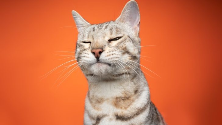 Cat Squinting One Eye: The 12 Causes Of The Wink