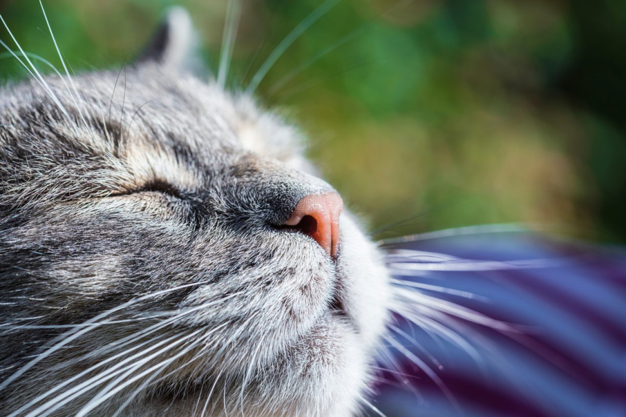 Cat Squinting One Eye: The 12 Causes Of The Wink