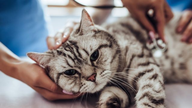Cat with FIP when to euthanize