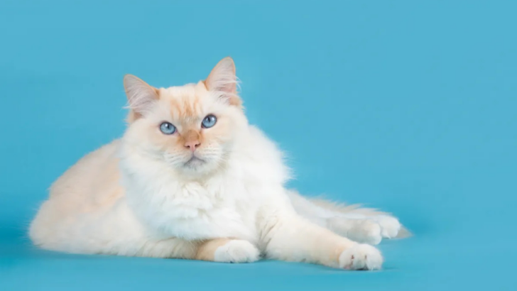 Exploring the Stunning Colors of Lynx Point Ragdolls