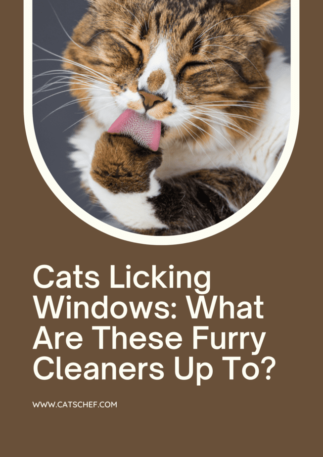 Cats Licking Windows: What Are These Furry Cleaners Up To?