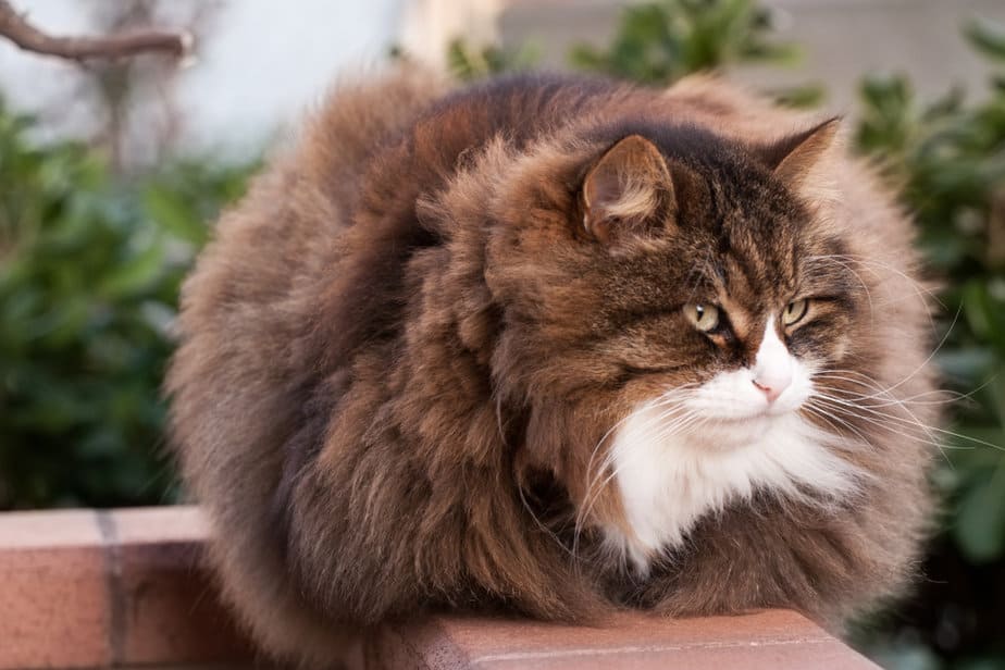 Cats With Undercoats What Is It And How To Take Care Of It