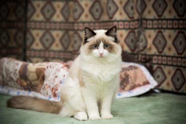 Cats With Undercoats What Is It And How To Take Care Of It