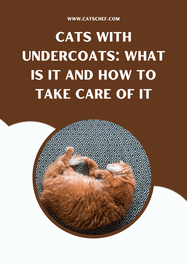 Cats With Undercoats What Is It And How To Take Care Of It