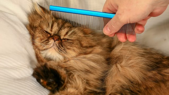Cats with undercoats