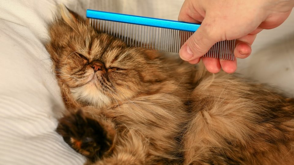 Cats With Undercoats What Is It And How To Take Care Of It