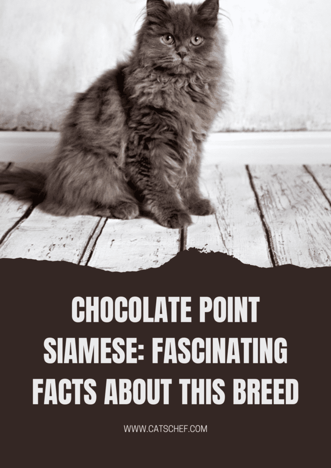 Chocolate Point Siamese: Fascinating Facts About This Breed