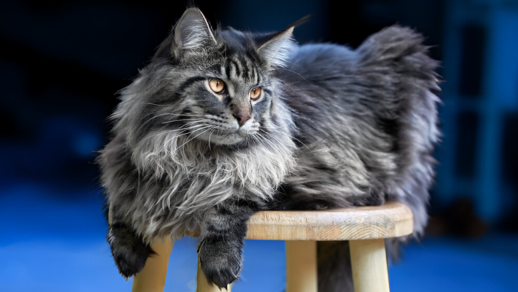 10 Stunning Diluted Shades of Gray Maine Coons