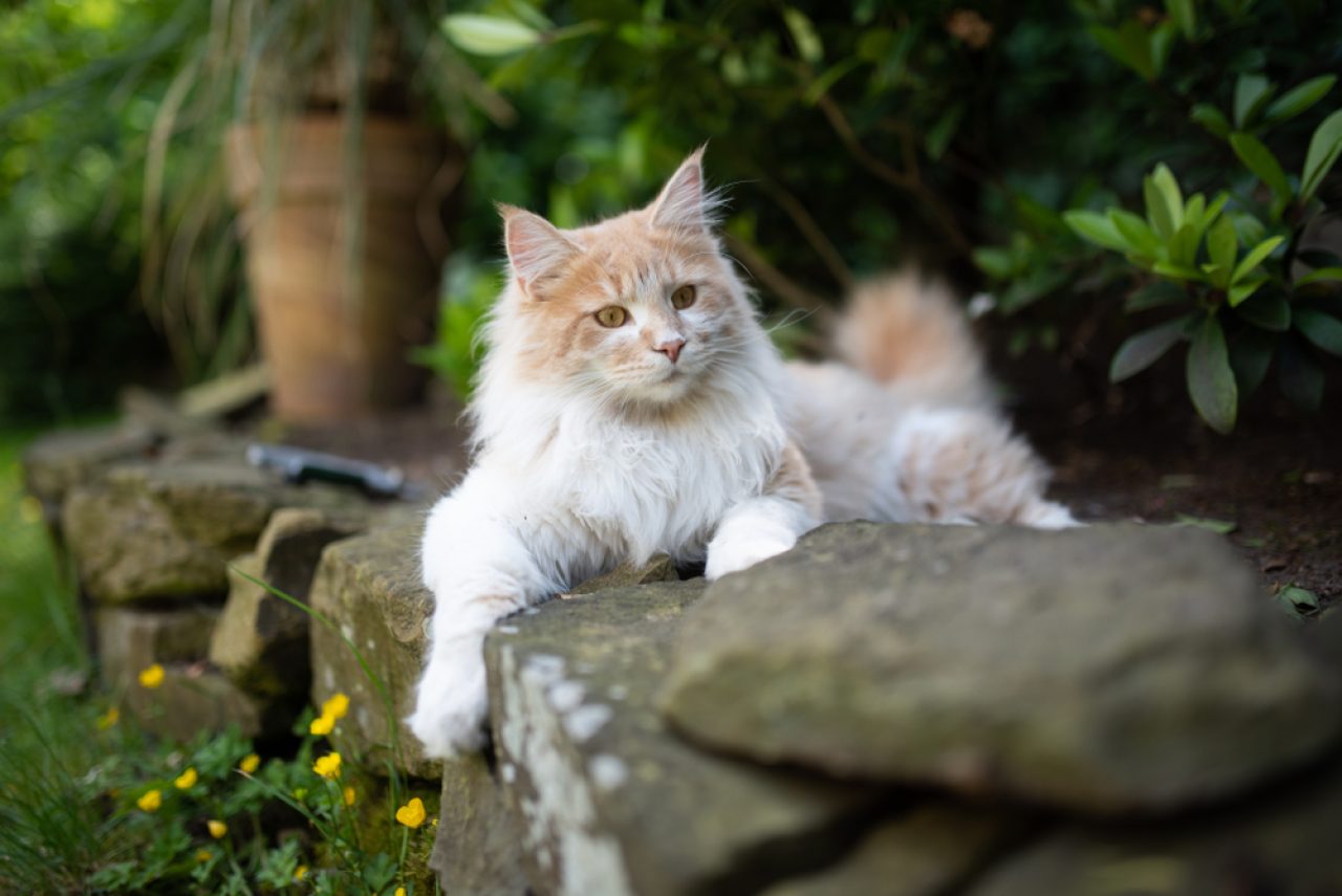 Krem Maine Coon Kedisi Kedigillerin En İyisi