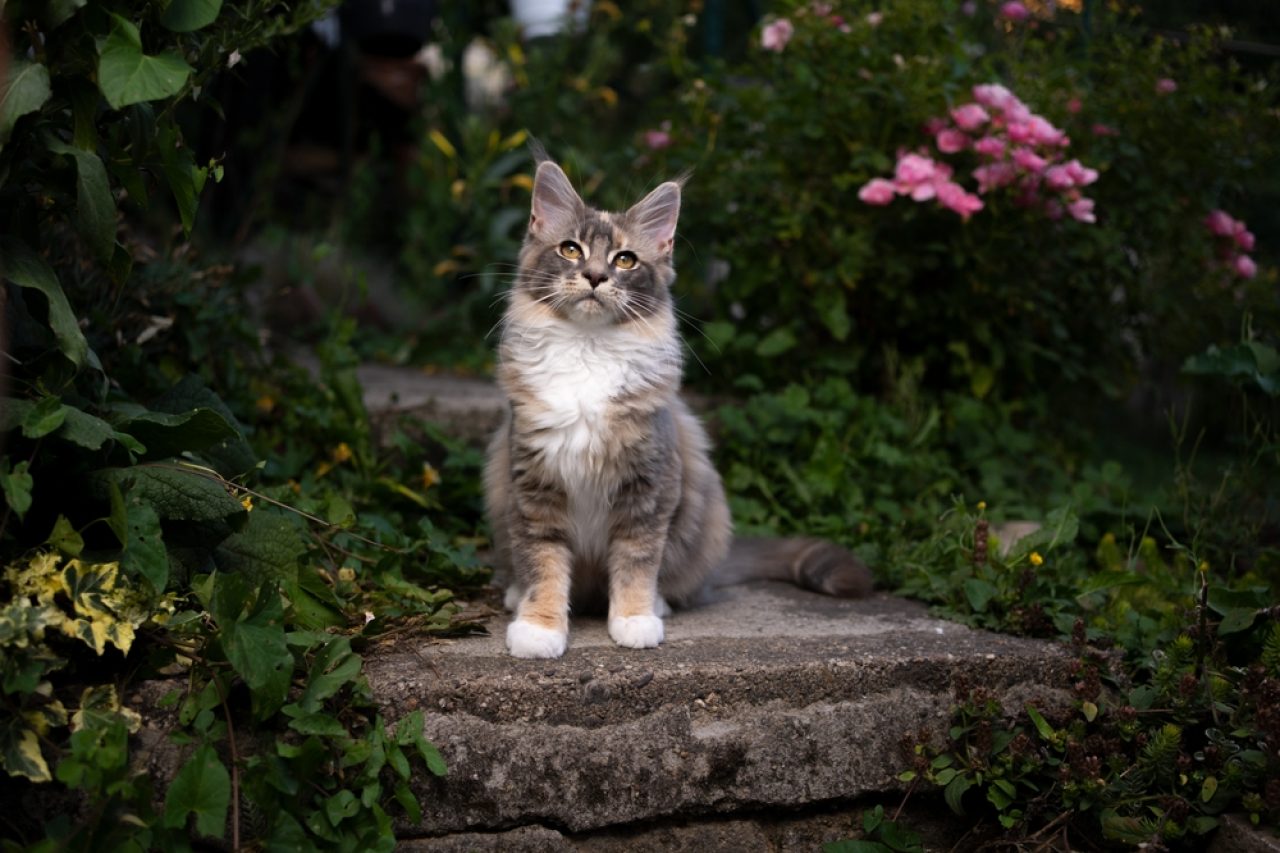 Krem Maine Coon Kedisi Kedigillerin En İyisi