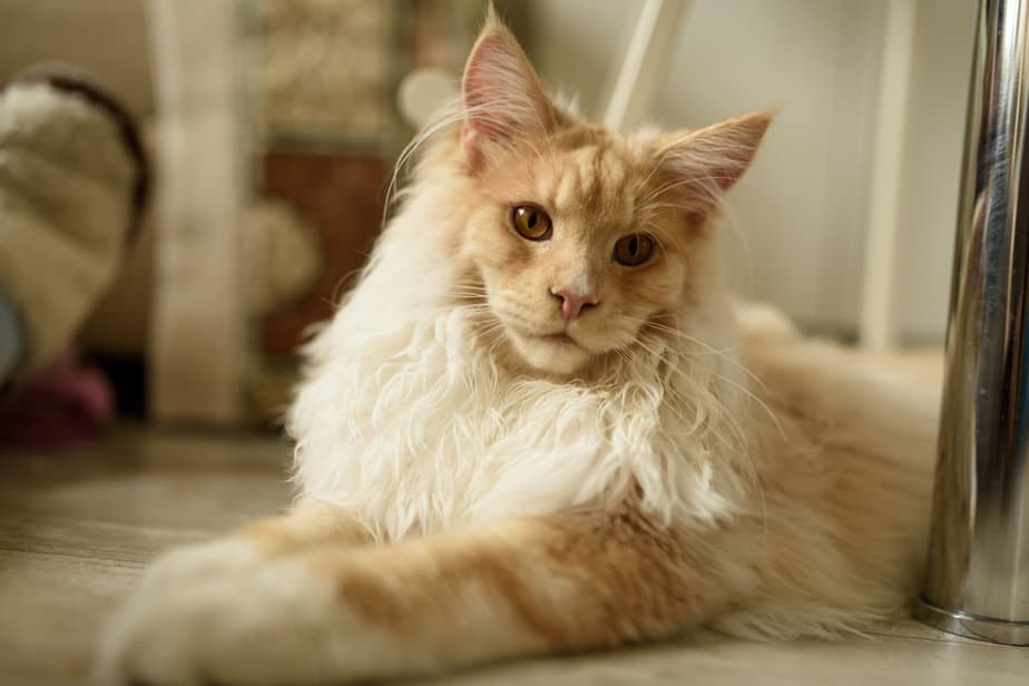 Cream Maine Coon Cat: The Crème De La Crème Of Felines