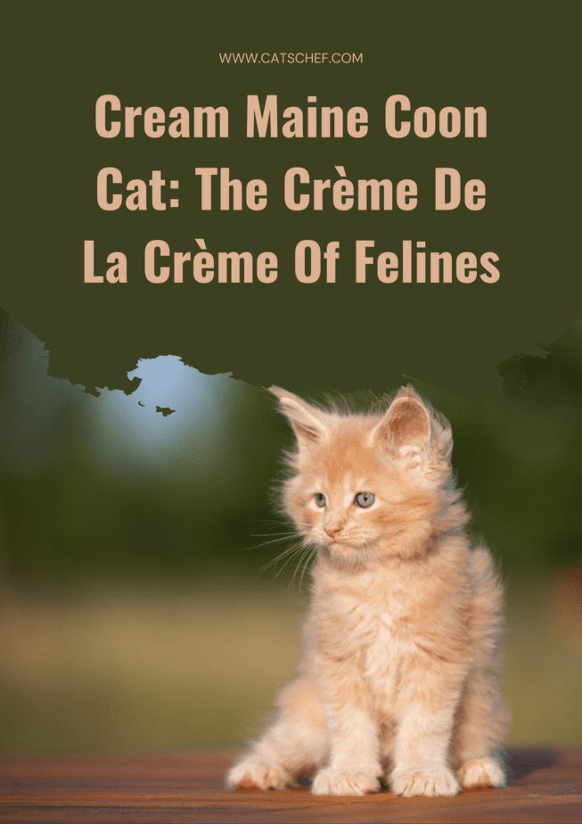 Cream Maine Coon Cat: The Crème De La Crème Of Felines
