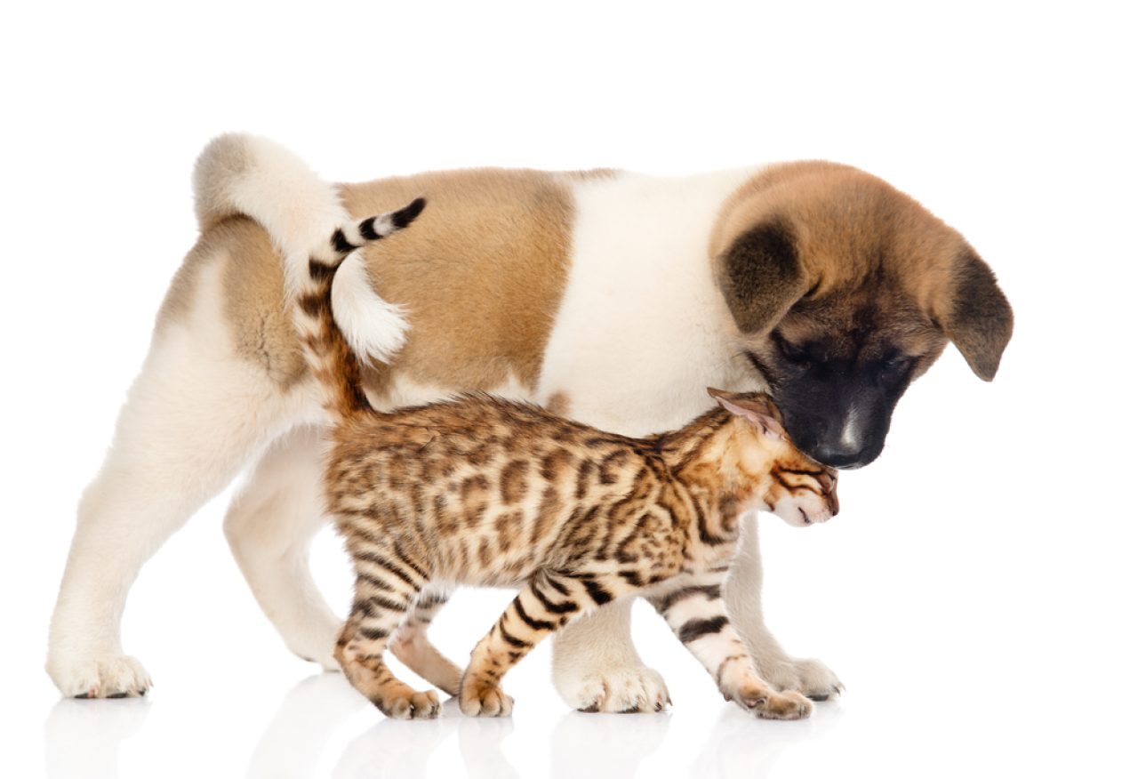 Do Bengal Cats Get Along With Dogs? Are They A Match?