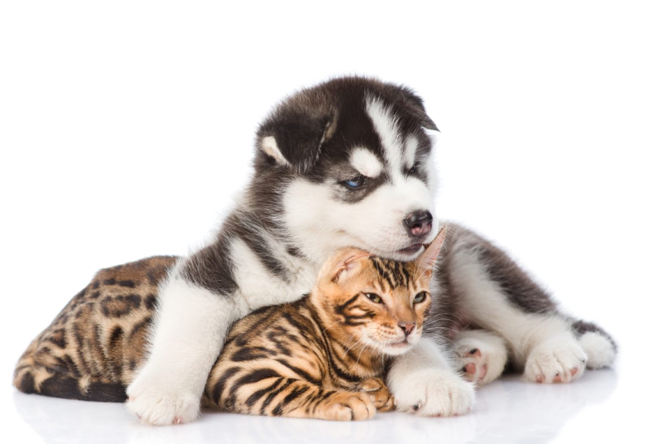 Do Bengal Cats Get Along With Dogs? Are They A Match?