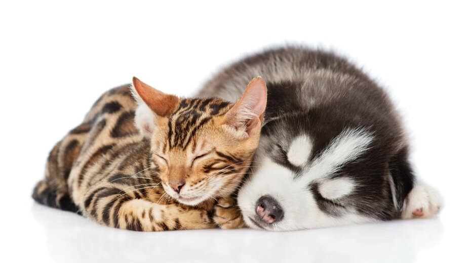 Do Bengal Cats Get Along With Dogs