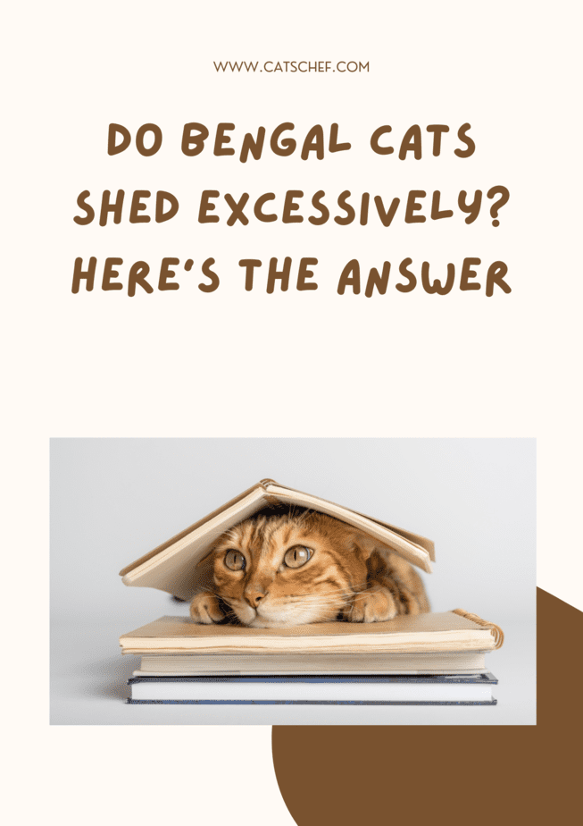Do Bengal Cats Shed Excessively? Here's The Answer