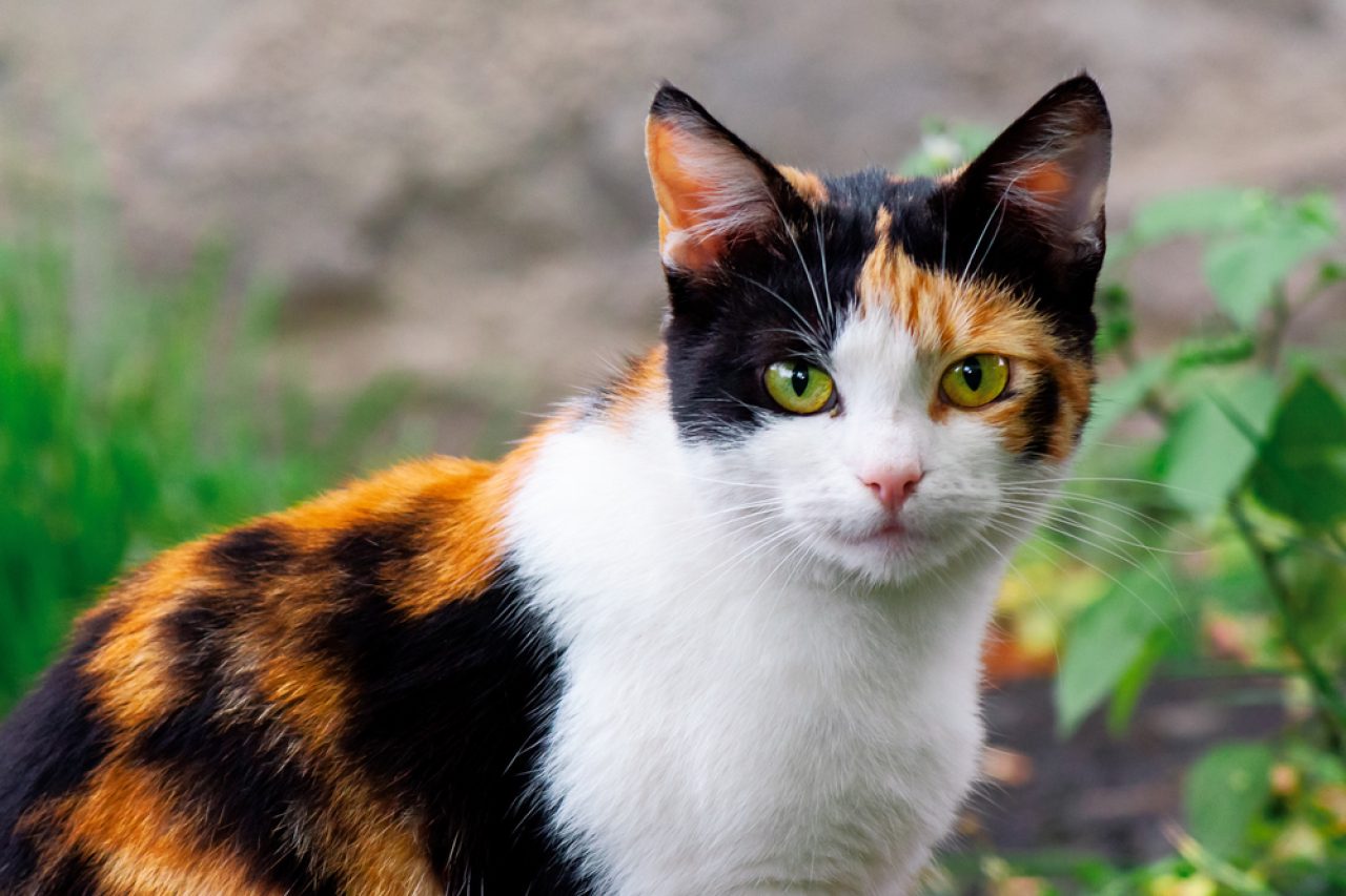 Calico Kedileri Çok Tüy Döküyor mu Gerçekten Şanslı Sahibi Siz Olacak mısınız
