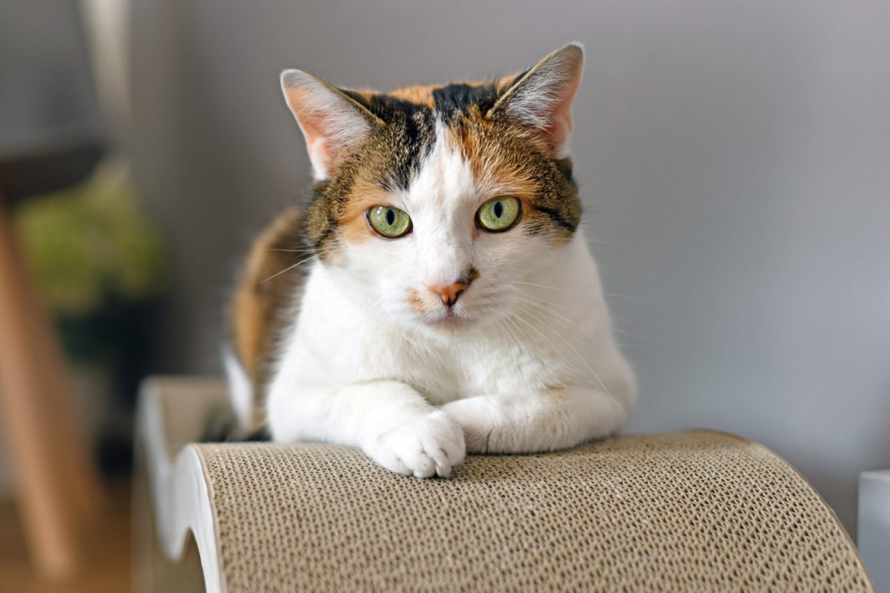Do Calico Cats Shed A Lot Will You Really Be The Lucky Owner
