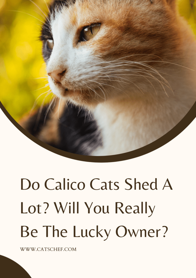 Do Calico Cats Shed A Lot? Will You Really Be The Lucky Owner?