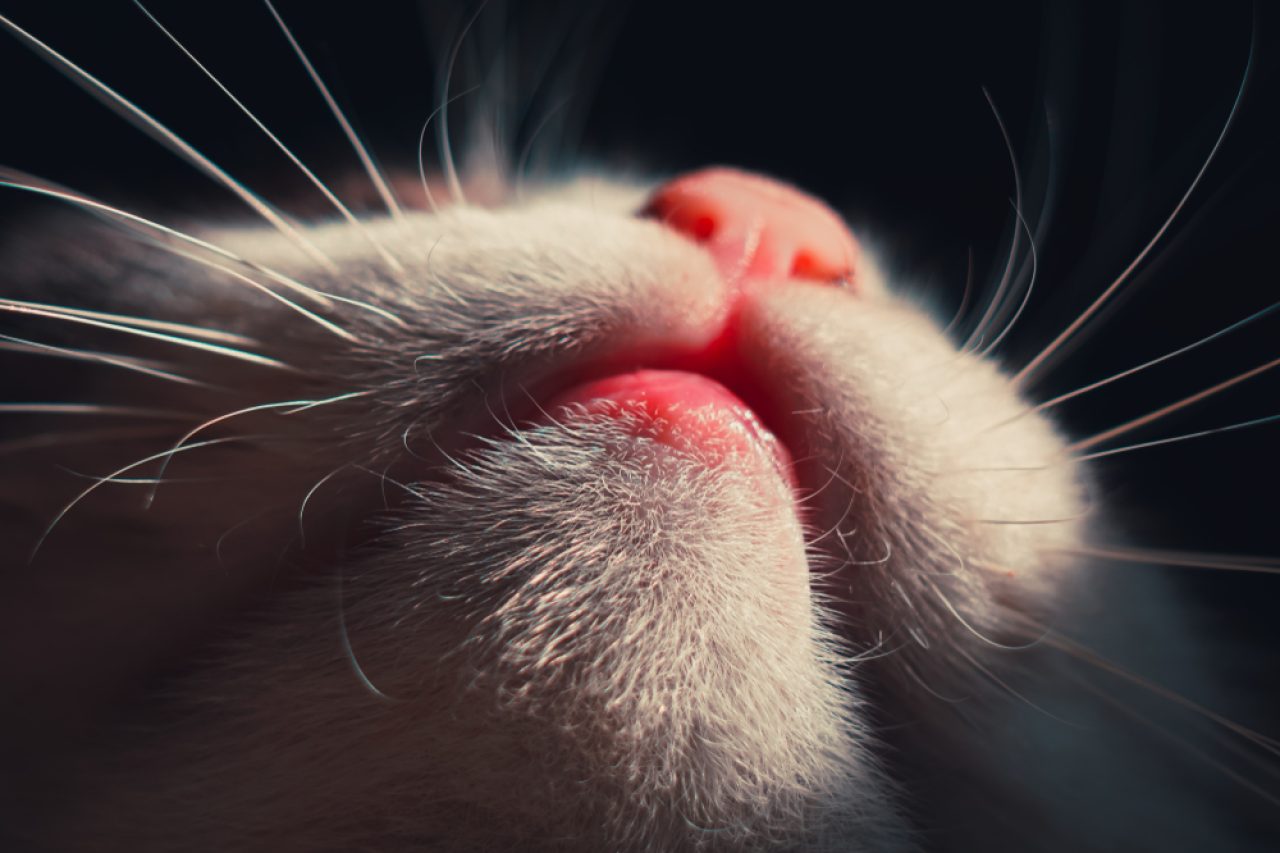 Do Cats Have Lips What's Hidden Under Their Noses