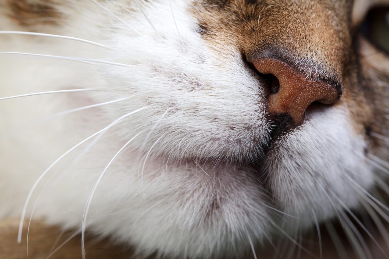Do Cats Have Lips What's Hidden Under Their Noses