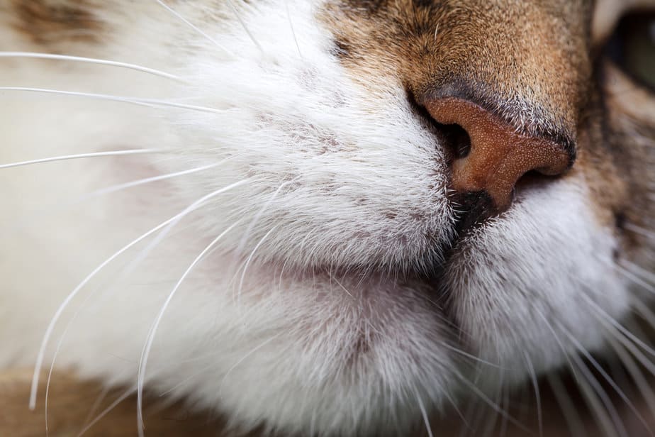 Do Cats Have Lips? What's Hidden Under Their Noses?