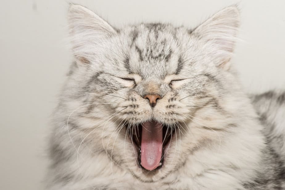 Do Cats Have Lips? What's Hidden Under Their Noses?