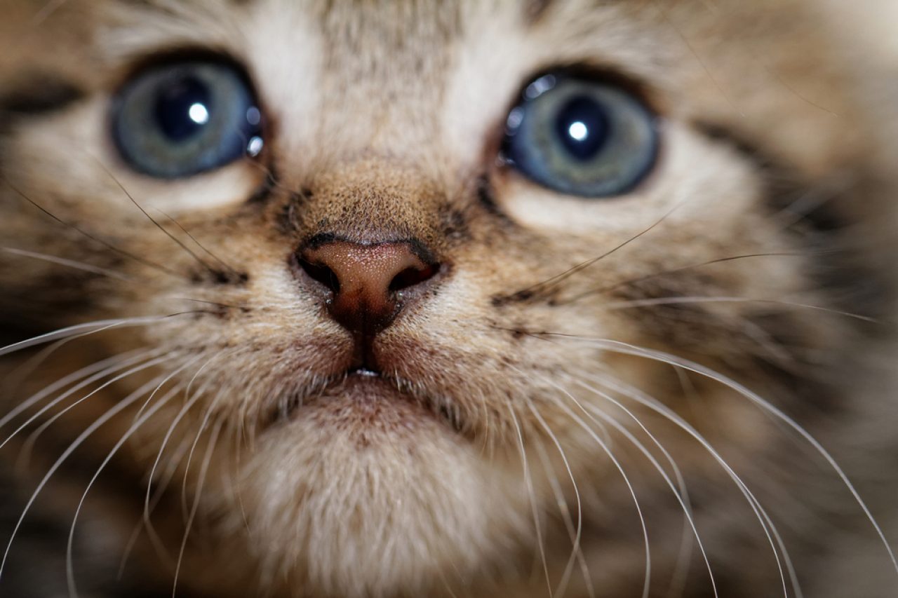 Do Cats Have Lips What's Hidden Under Their Noses