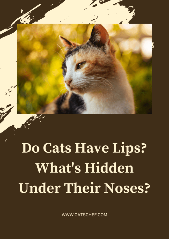 Kedilerin Dudakları Var mıdır? Burunlarının Altında Ne Saklı?