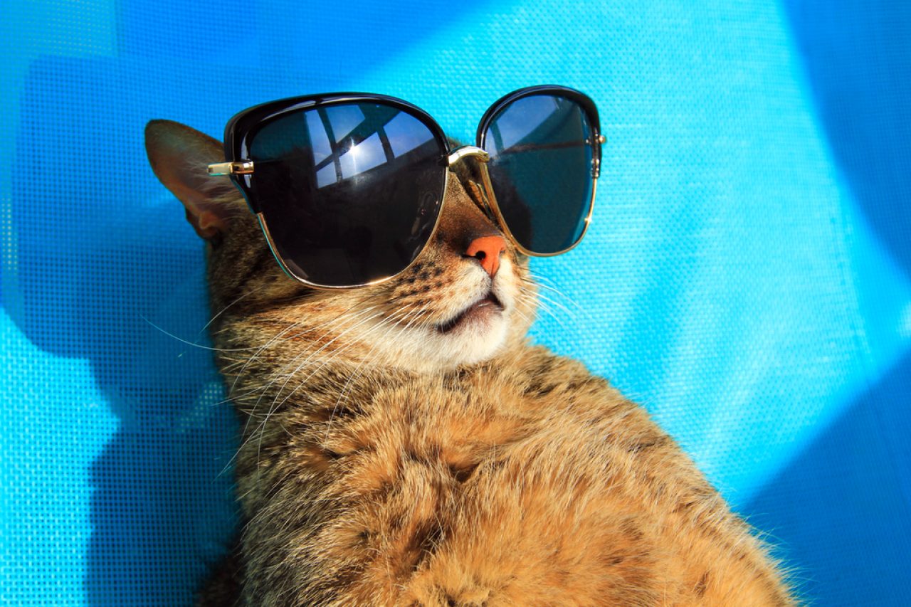 Kedilerin Güneş Işığına mı İhtiyacı Var, Yoksa Sıcağı mı Seviyorlar?