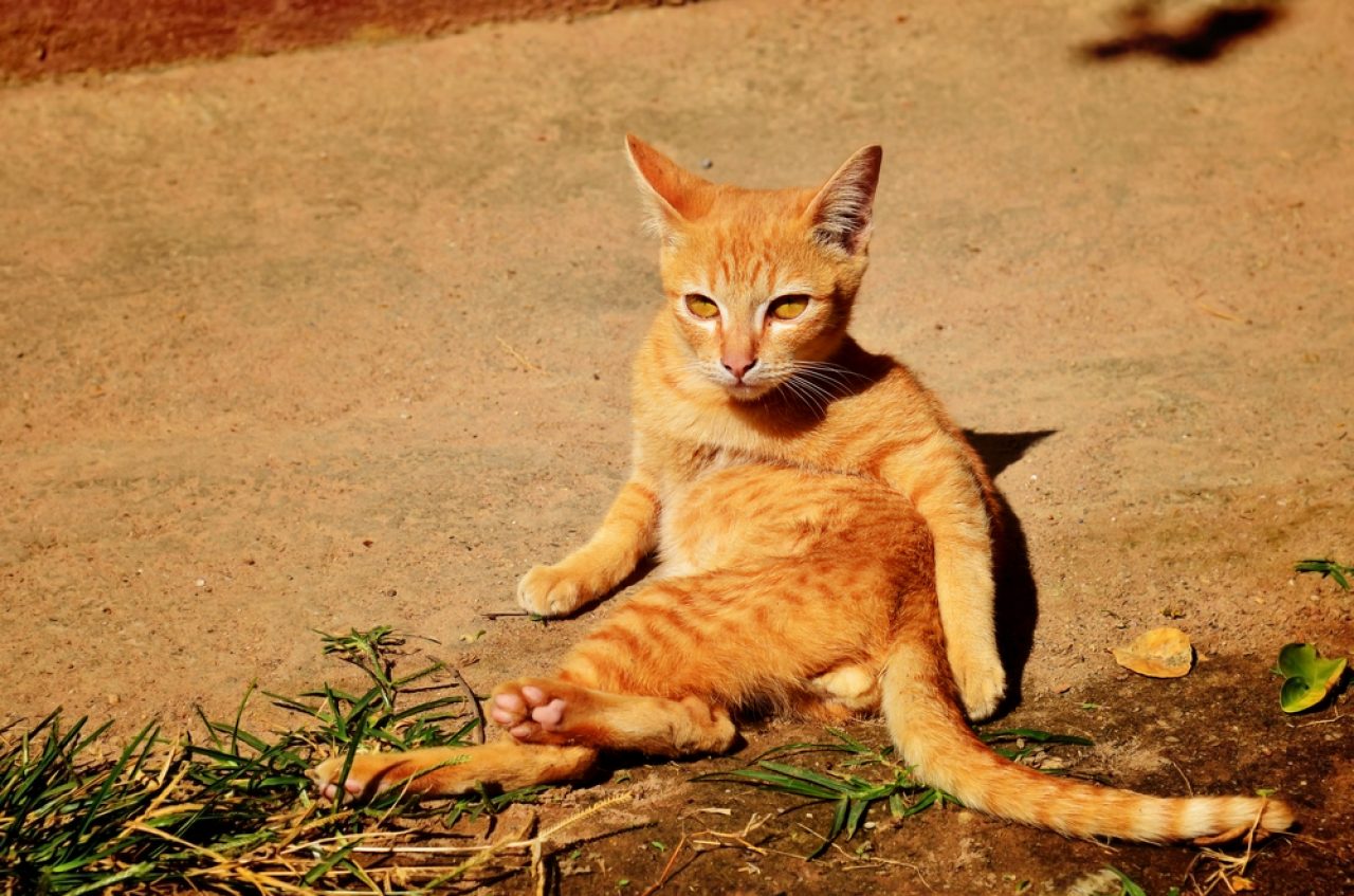 Kedilerin Güneş Işığına mı İhtiyacı Var, Yoksa Sıcağı mı Seviyorlar?