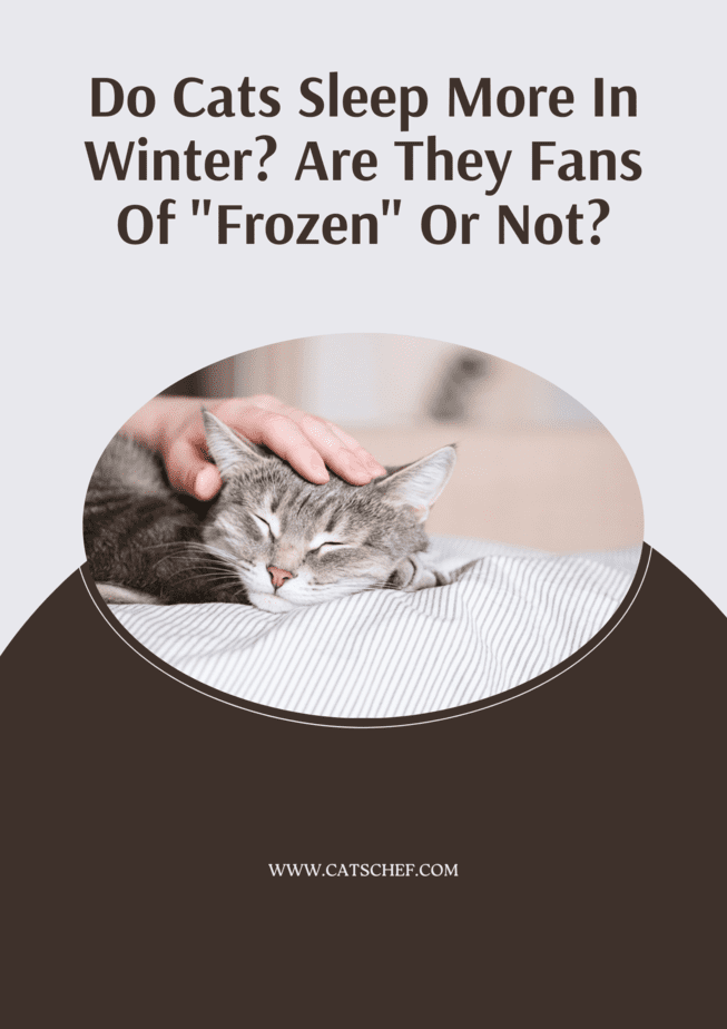 Kediler Kışın Daha mı Çok Uyur? "Frozen" Hayranı mıdırlar, Değil midirler?
