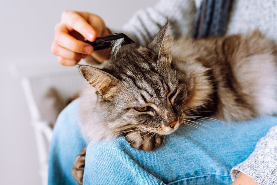 Do Maine Coon Cats Shed Excessively? Oh, Pawlease...