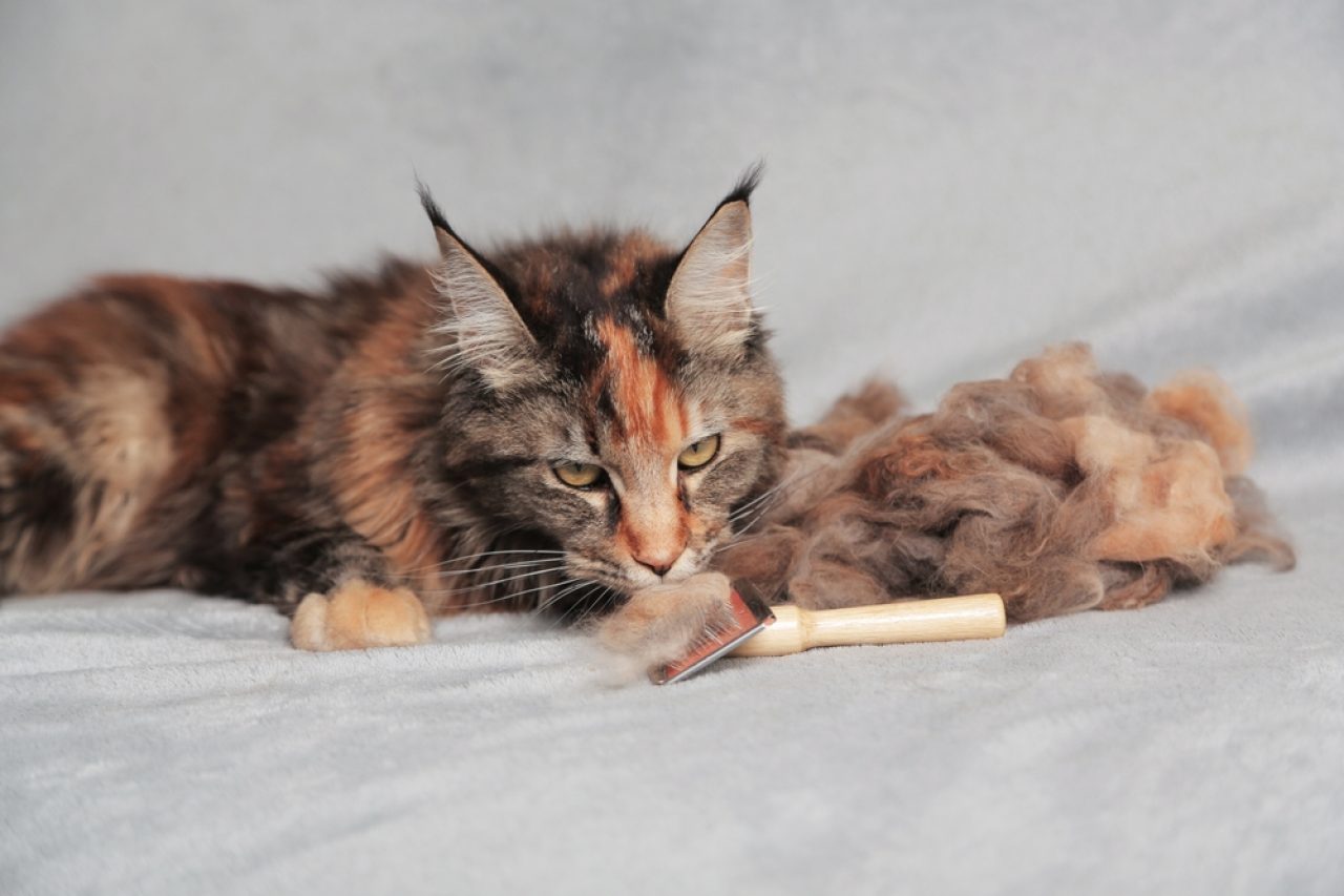 Do Maine Coon Cats Shed Excessively Oh, Pawlease...