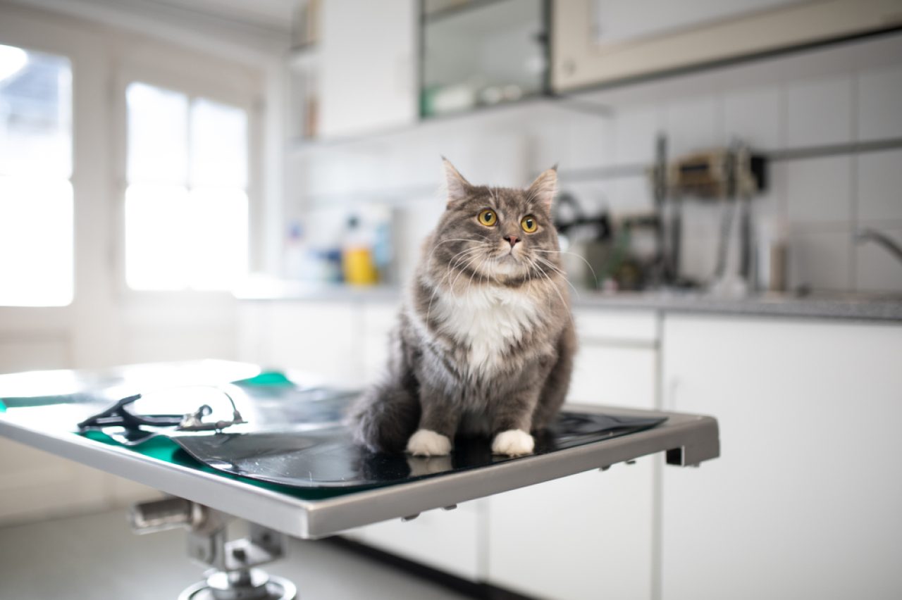 Do Maine Coon Cats Shed Excessively Oh, Pawlease...