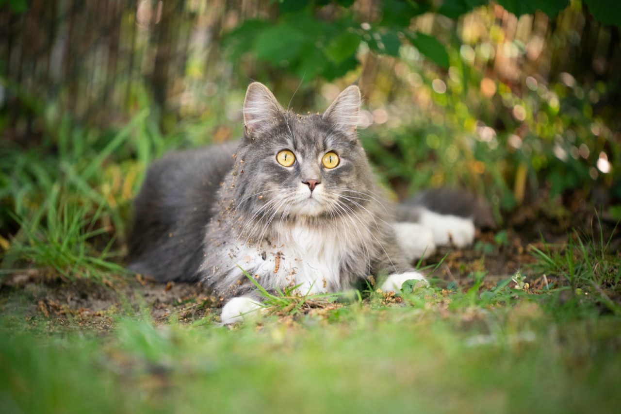 Maine Coon Kedileri Aşırı Tüy Döküyor mu? Oh, Pawlease...