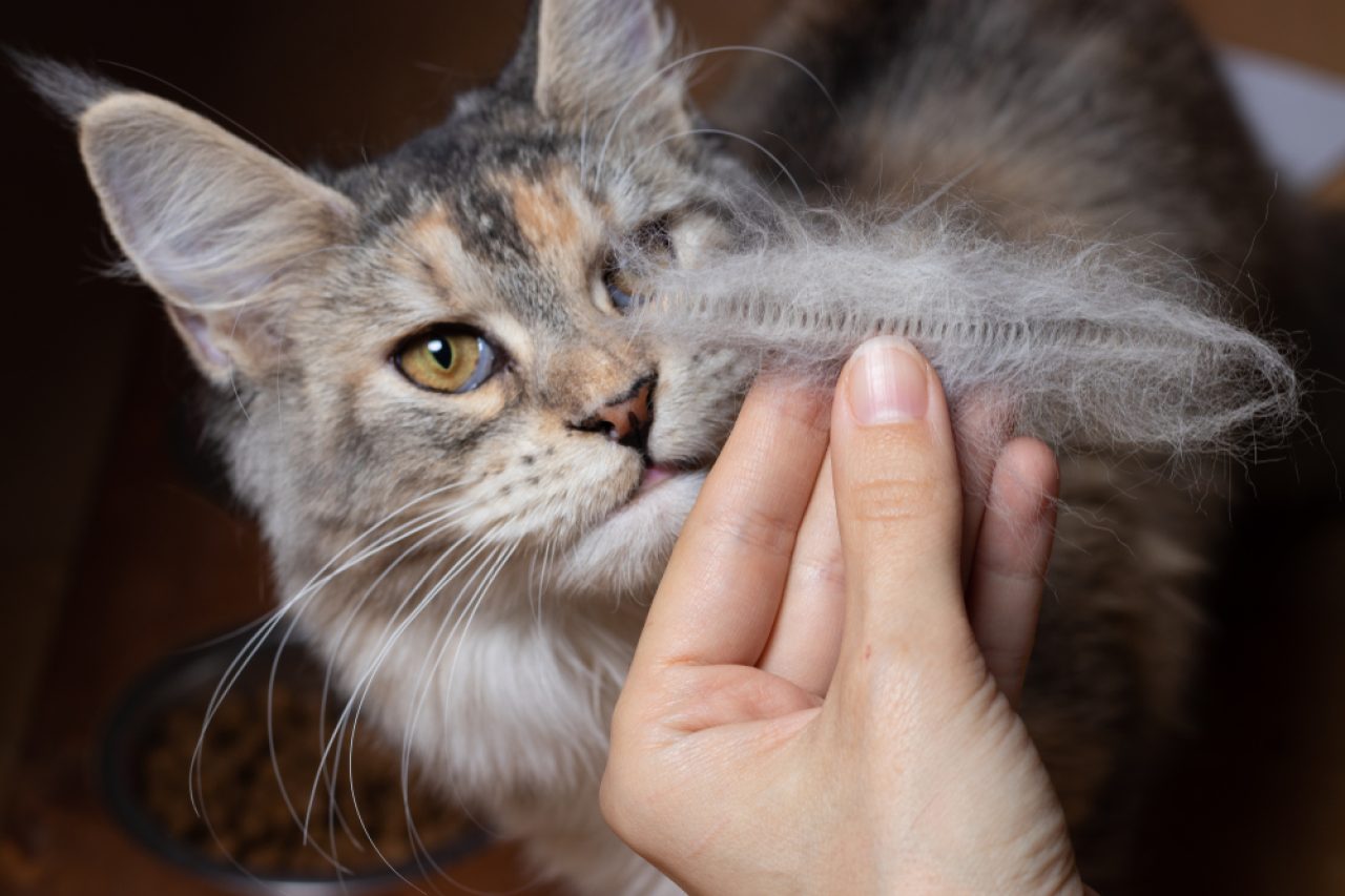 Maine Coon Kedileri Aşırı Tüy Döküyor mu? Oh, Pawlease...