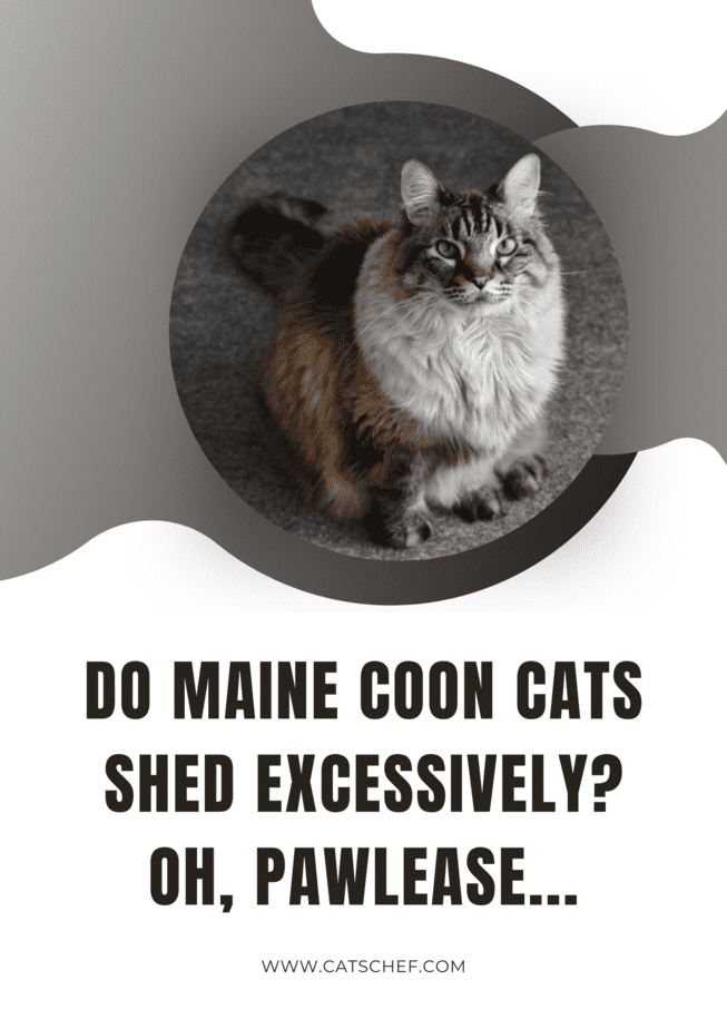 Maine Coon Kedileri Aşırı Tüy Döküyor mu? Oh, Pawlease...