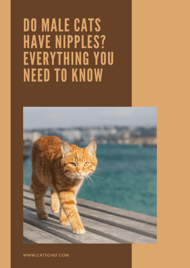 Erkek Kedilerin Meme Uçları Var mıdır? Bilmeniz Gereken Her Şey