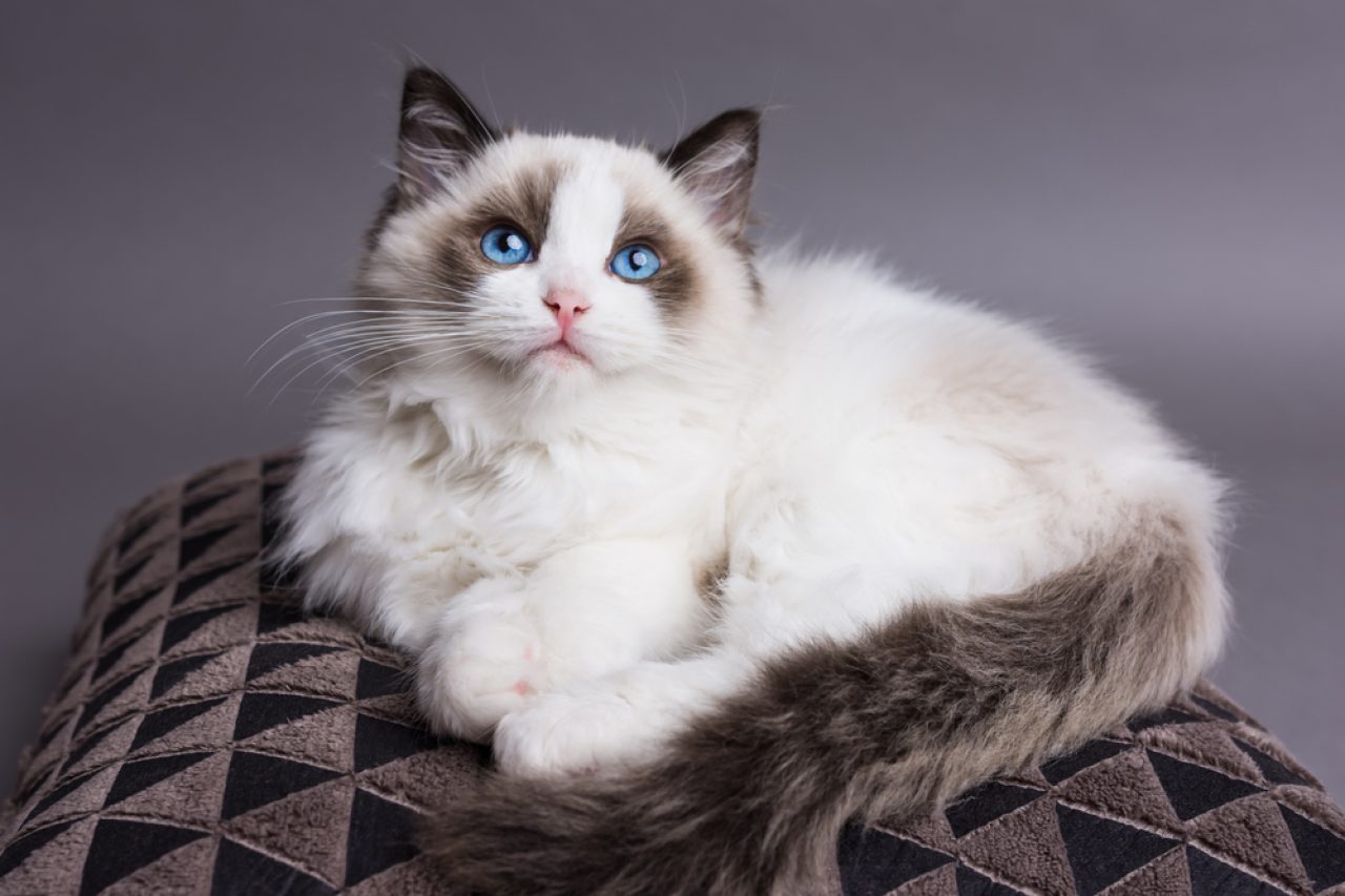 Do Ragdoll Cats Shed Or Do They Always Keep Their Coats On