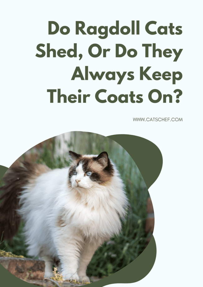 Do Ragdoll Cats Shed, Or Do They Always Keep Their Coats On?