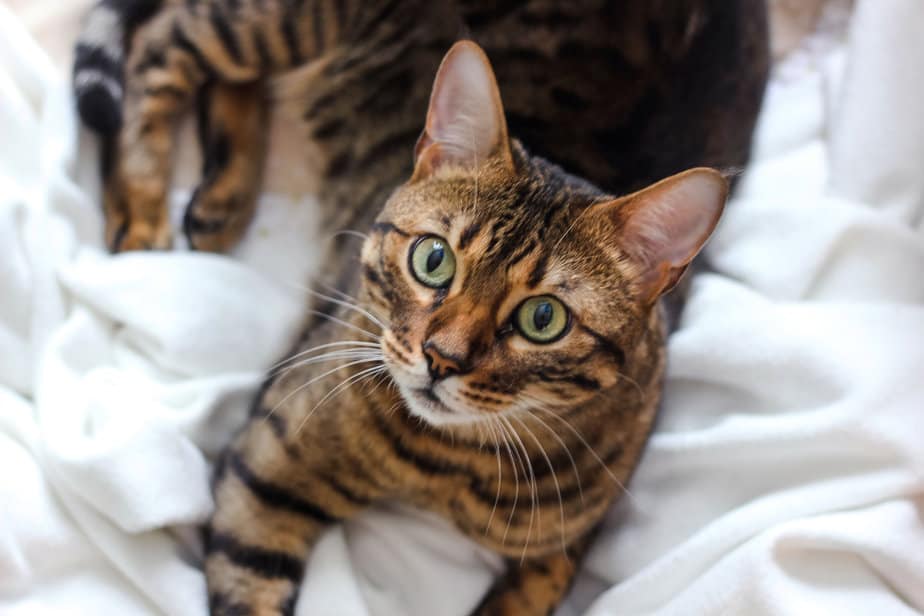 Do Savannah Cats Shed? The Truth About These Elegant Felines